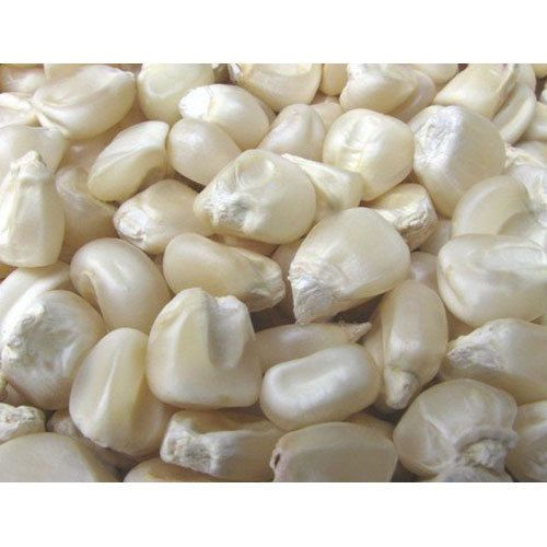 Maize